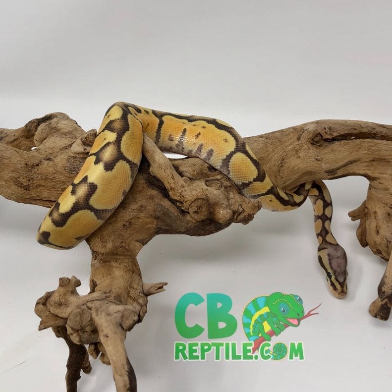 Pastel Enchi Vanilla Ghost ball python for sale by best ball python