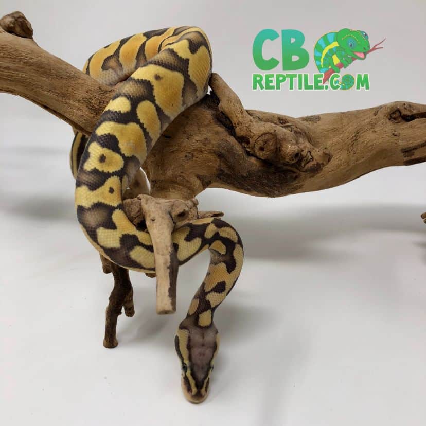 pastel ball python for sale online baby pastel ball pythons for sale