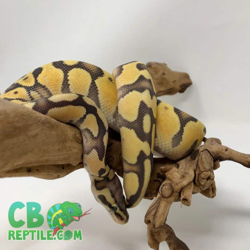 Pastel Enchi Vanilla Ghost ball python for sale by best ball python
