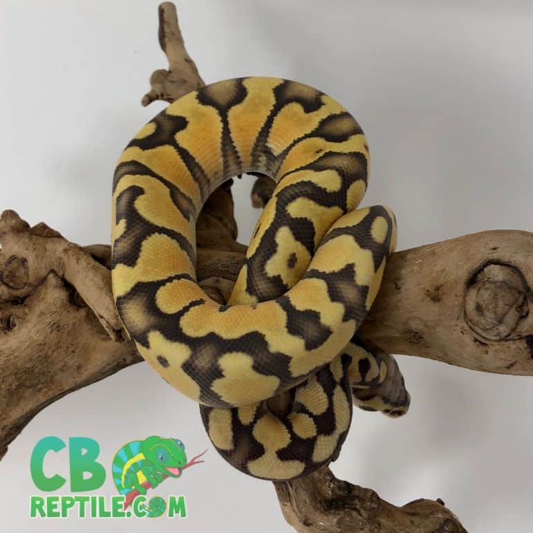 how long do ball pythons live?