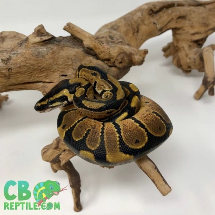 Male ball python for sale online from the best ball python breeders.