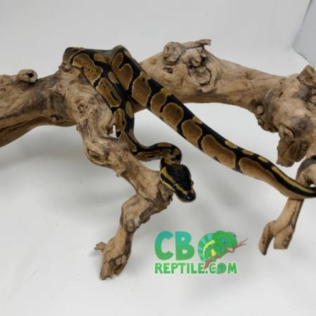Ball Python