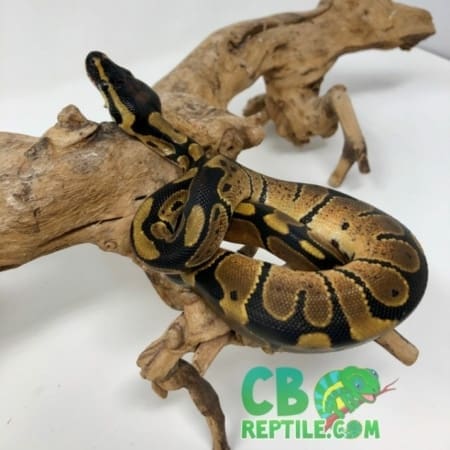 Ball Python