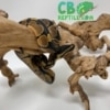 Ball Python for sale