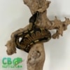 Ball Python for sale