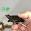 baby Florida Softshell Turtle