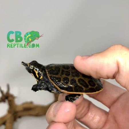 baby Florida Softshell Turtle