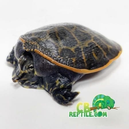 Baby florida softshell turtle for sale