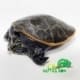 Baby florida softshell turtle for sale