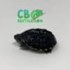 baby Musk Turtle for sale