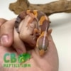 baby Striped Albino African fat tailed gecko
