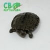 East African Serrated Side-Necked Turtle