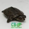 East African Serrated Side-Necked Turtle for sale