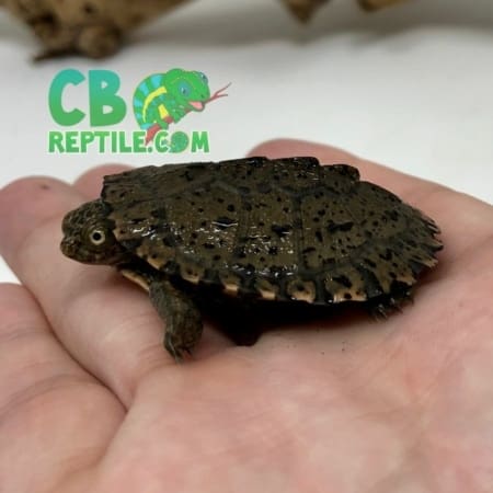 East African Serrated Side-Necked Turtle for sale