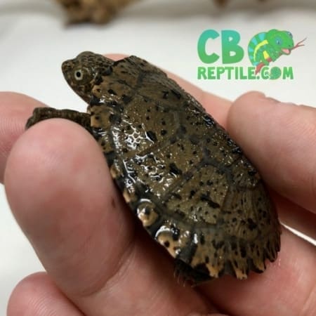 East African Serrated Side-Necked Turtle