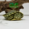 Ornate Slider Turtle
