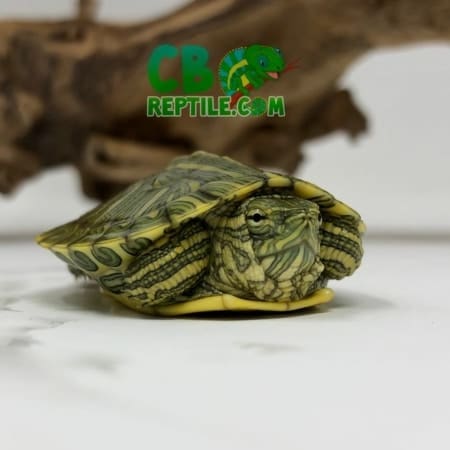 Ornate Slider Turtle