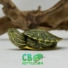 Ornate Slider Turtle for sale