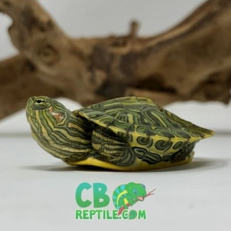 Ornate Slider Turtle for sale