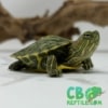 Ornate Slider Turtle for sale