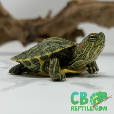 Ornate Slider Turtle for sale