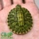 Ornate Slider Turtle