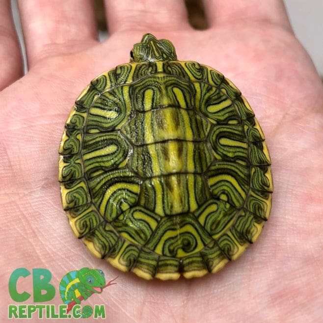 red eared slider for sale