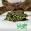 Peacock Slider turtle for sale