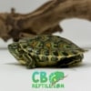 Peacock Slider turtle For sale