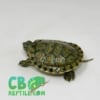 baby Peacock Slider turtle