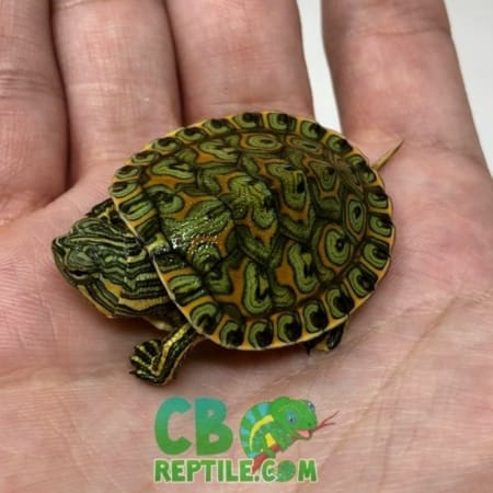 Peacock Slider turtle