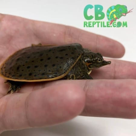 baby Leopard Softshell turtle for sale