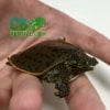 baby Leopard Softshell turtle