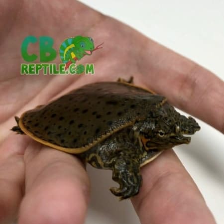 baby Leopard Softshell turtle