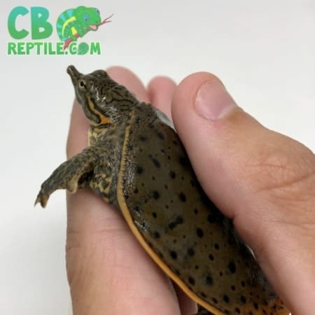 Leopard Softshell turtle