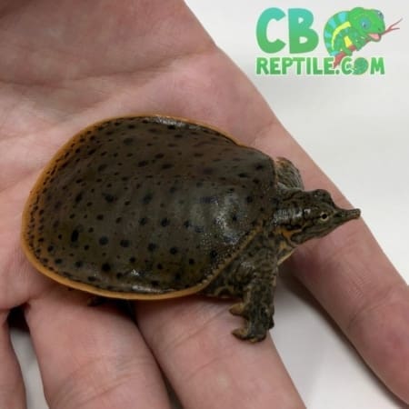 Leopard Softshell turtle for sale