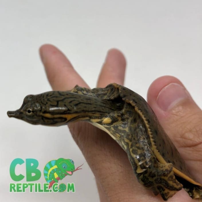 Eastern painted turtles for sale online baby painted turtle for sale