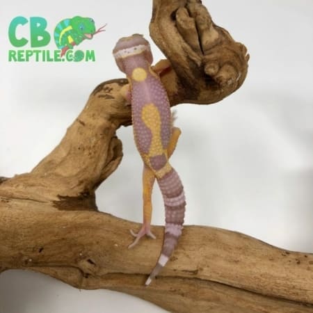 Aptor Leopard Gecko