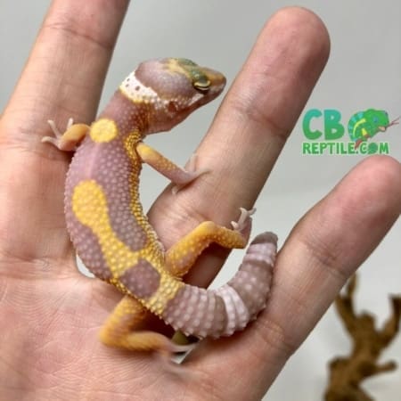 Aptor Leopard Gecko