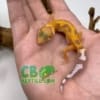 Aptor Leopard Gecko for sale