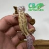 Leucistic leopard gecko for sale