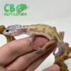 Leucistic leopard gecko