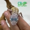 baby Leucistic leopard gecko
