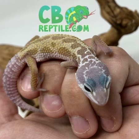 Leucistic leopard gecko