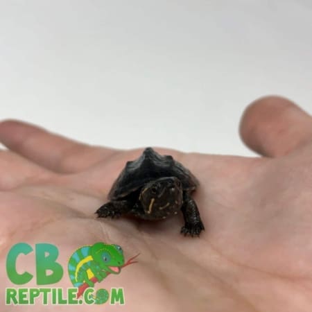 baby Musk Turtle