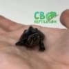 Musk Turtle