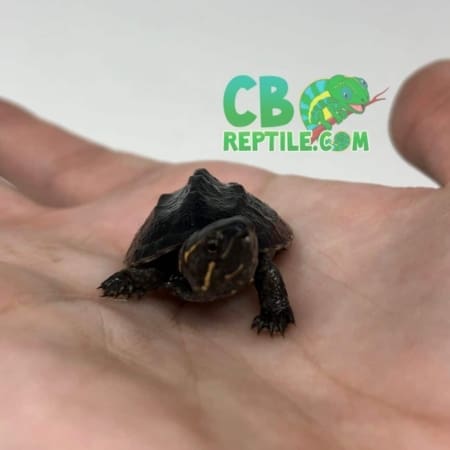 Musk Turtle
