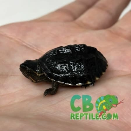 Musk Turtle for sale