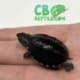 Musk Turtle