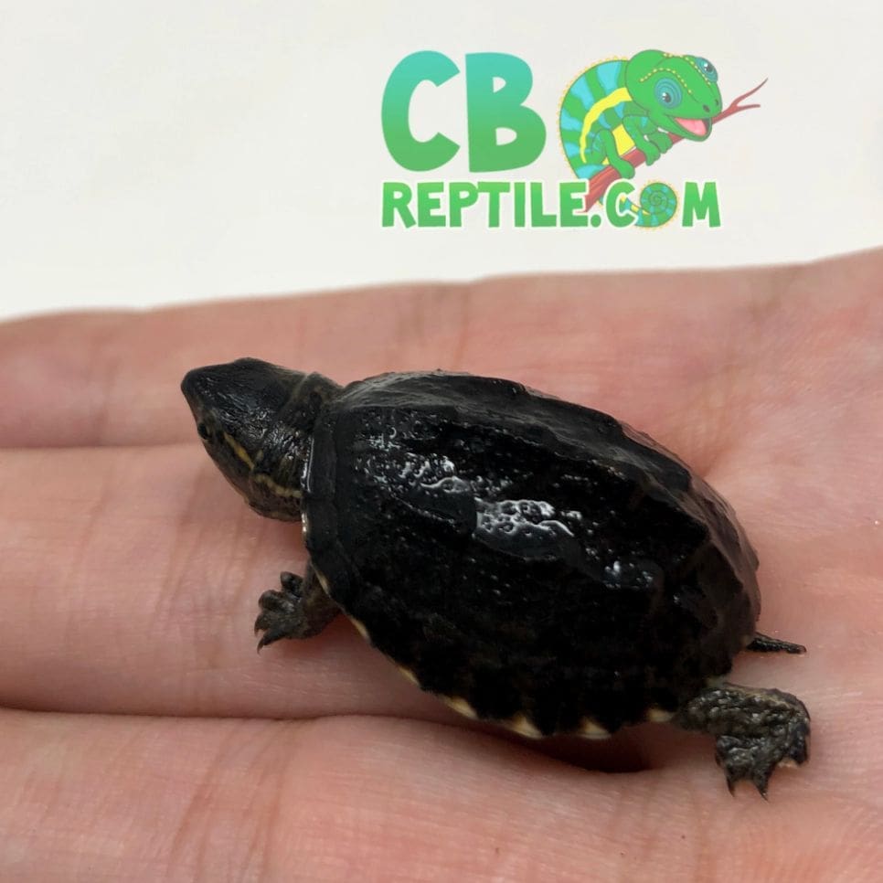 Dwarf turtles for sale, Small turtles for sale, Slider